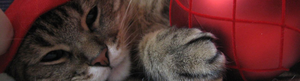 Winter Solstice Banner