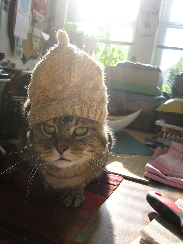 cat-hat-3
