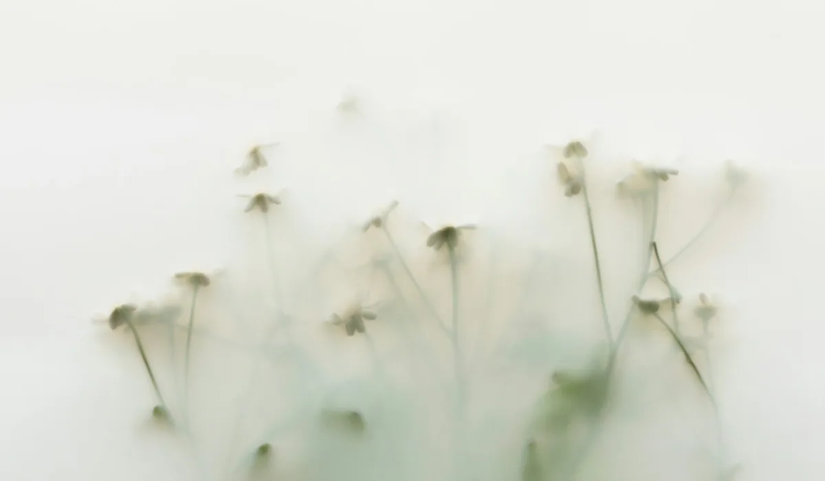 White wildflowers softened by haze—growth that's harder to see when the story underneath isn't clear.