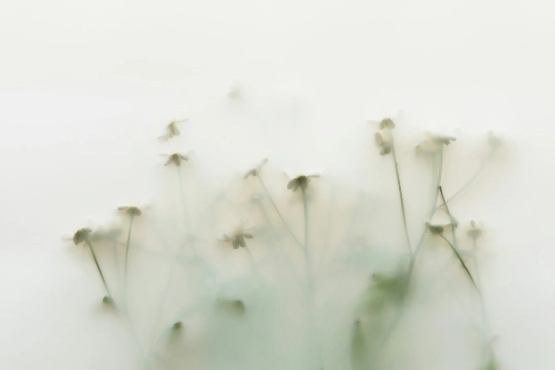 White wildflowers softened by haze—growth that's harder to see when the story underneath isn't clear.