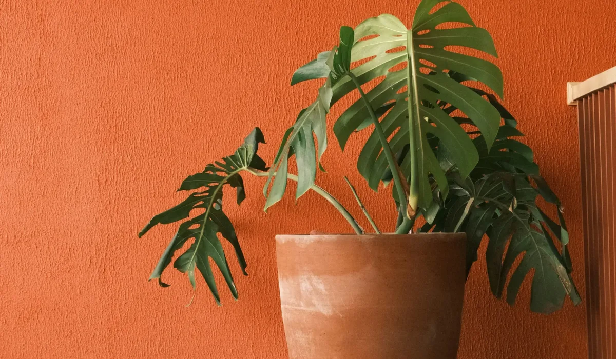 Fractional Strategic Advisory