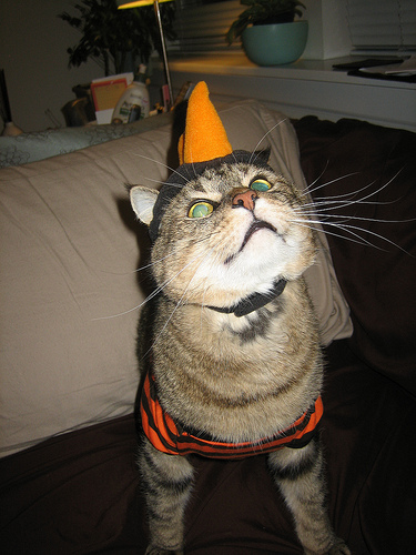halloween-cat-1