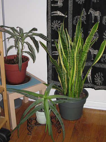 House Plants