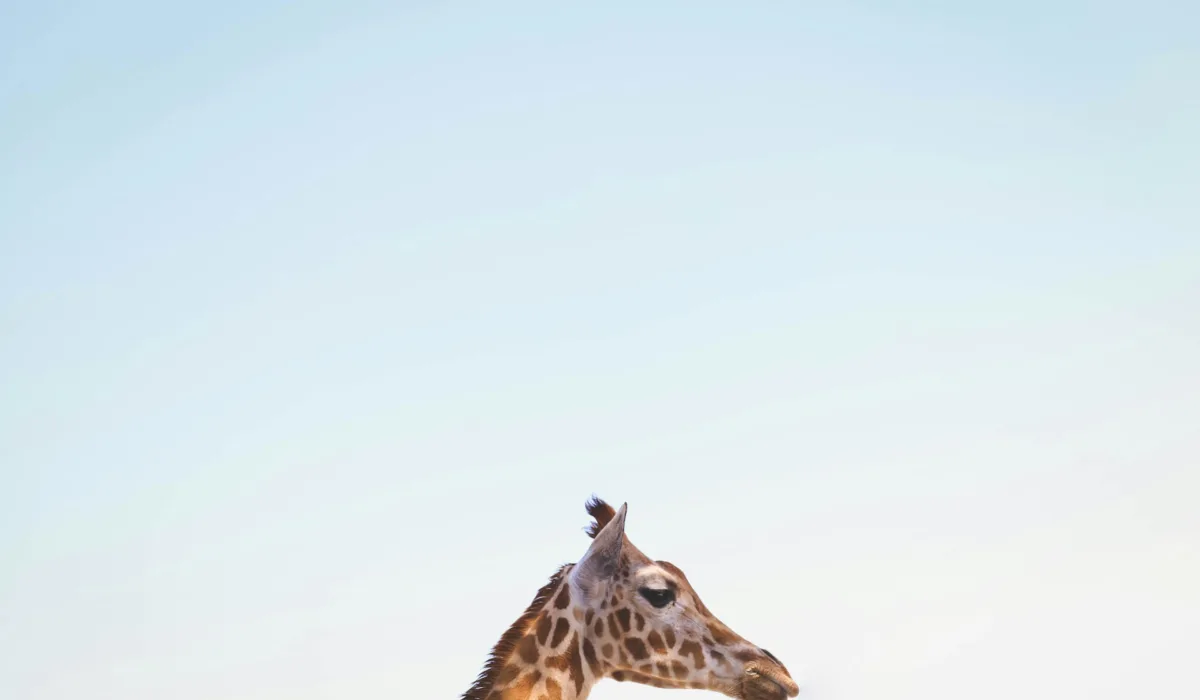 A giraffe at full height looks out across an open sky—the raised vantage point that precedes a clear decision.