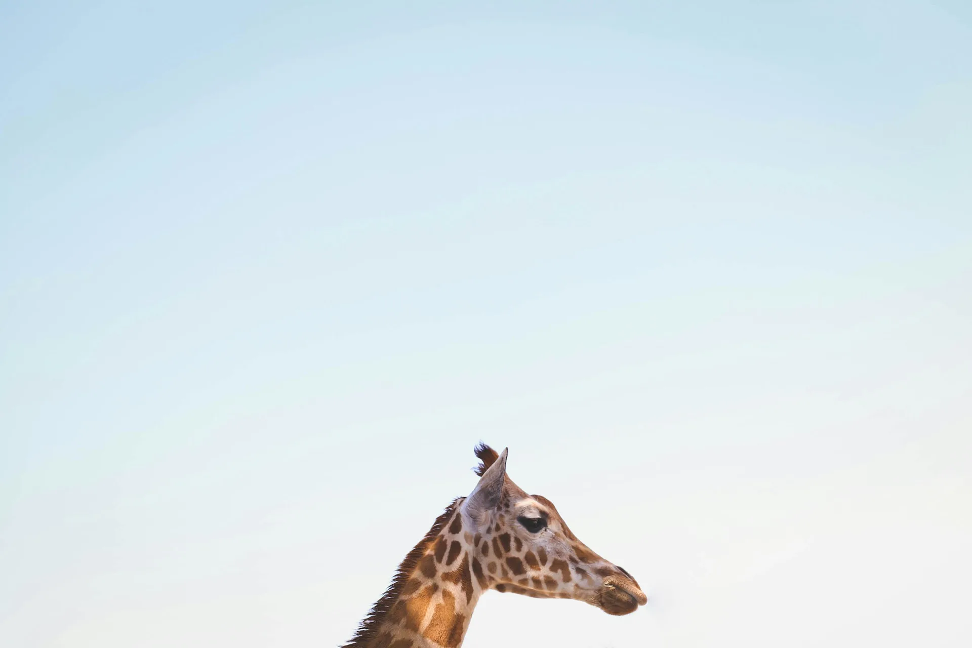 A giraffe at full height looks out across an open sky—the raised vantage point that precedes a clear decision.