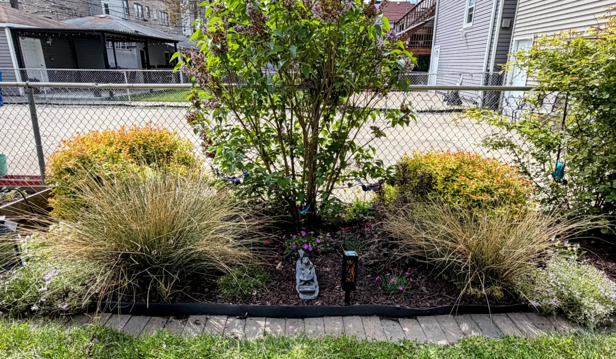 Chicago backyard garden in mid-May—a lilac tree in bloom flanked by ornamental grasses, perennial shrubs and a brick-edged border.