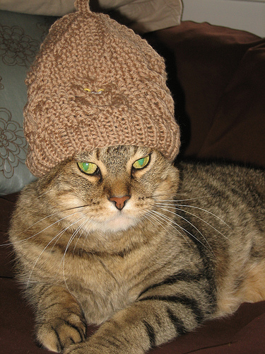 Owl Hat Modeled on a Cat