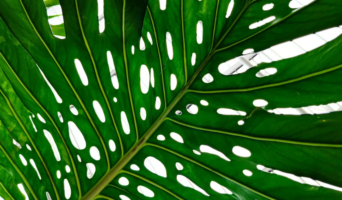 Atmospheric forest canopy with layered light and depth, representing the non-linear nature of brand equity and buyer journeys in B2B marketing strategy