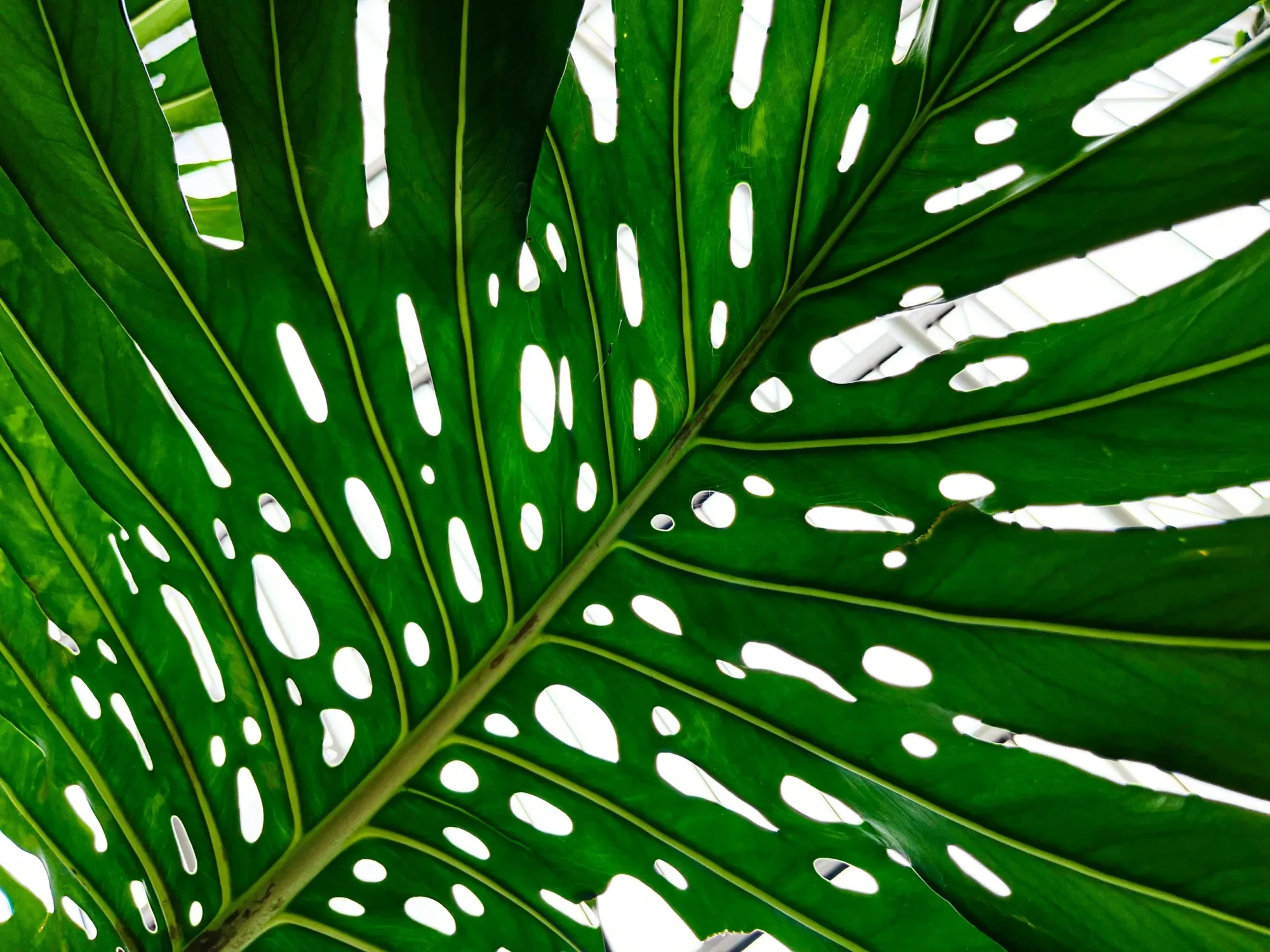 Atmospheric forest canopy with layered light and depth, representing the non-linear nature of brand equity and buyer journeys in B2B marketing strategy