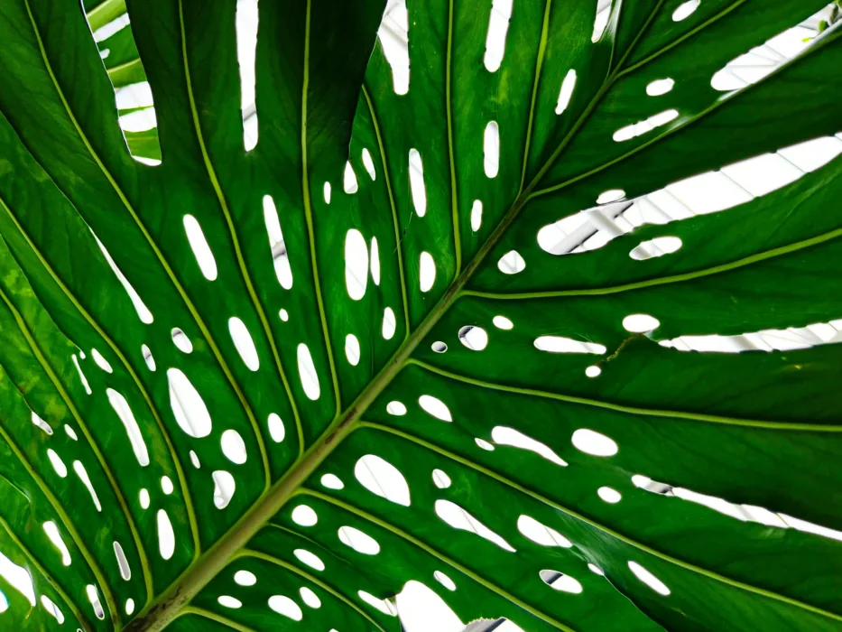Atmospheric forest canopy with layered light and depth, representing the non-linear nature of brand equity and buyer journeys in B2B marketing strategy