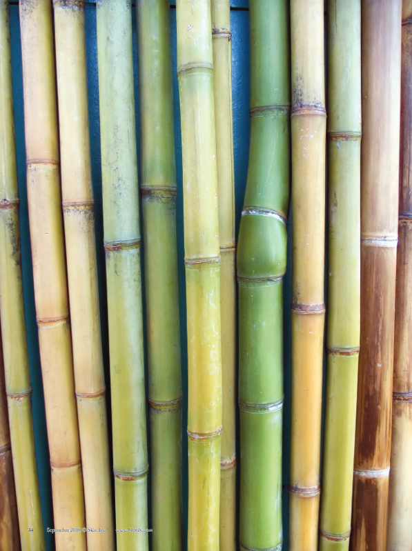 Return To Nature With Bamboo