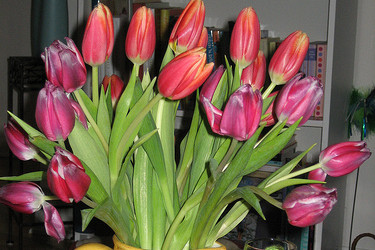 Tulips Lead to Spring