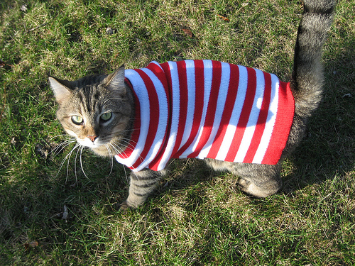 striped-cat